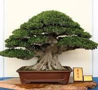 Top 10: Ficus Bonsai trees - Bonsai Empire