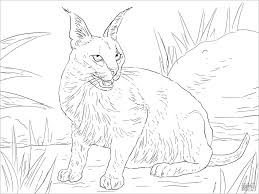 Works perfectly on iphones, ipads, android devices and on desktop. Realistic Lynx Coloring Page Coloringbay