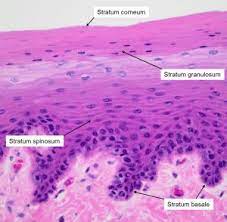 Merkel cells are located deep in the top layer of skin. Integumentary System Histology