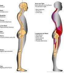 1 hip anatomy, function and common. Collapse The Ribs If You Live In Extension Deansomerset Com