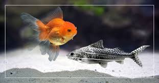 But a better question is… … how big can goldfish get? Pictus Catfish And Goldfish Can They Live Together