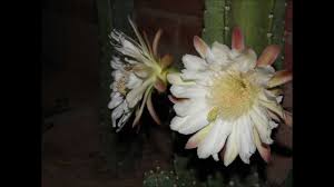 Cactus peruvianus montrose (page 1). Cereus Peruvianus Care Learn To Grow The Peruvian Apple Cactus