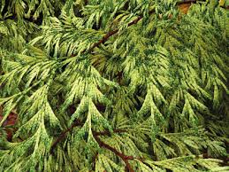 Image result for didymascella thujina