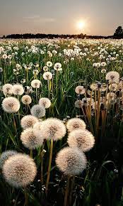 Pin By She Elle On Art Nature Photography Beautiful Nature Beautiful Photography