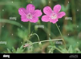 Image result for Geraniaceae