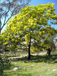 Image result for Acacia decurrens