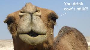 One day, my mum just wanted one cup of camel milk, but she couldn't get! Real Camel S Milk Chocolate Bars Candystore Com