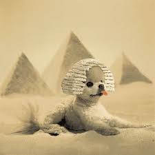 The Glorious Story Of Mr Winkle First Animal Star Of The Internet Cute Dogs Cute Animals Animal Memes