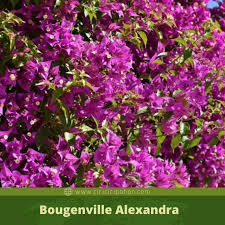 Untuk beberapa tanaman yang terdiri atas banyak jenis, seperti adenium dan dahlia, hanya disebutkan bougenville atau bunga kertas (bougainvillea spp.). Bougenville Alexandra Bunga Hibrida Dari Brasil Warna Ungu Yang Cantik Ciriciripohon Com