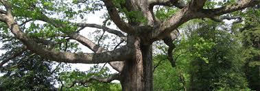 Maybe you would like to learn more about one of these? Oak Trees New England Ontario Alberta Nutcracker Nursery Tree Farm