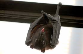 Maybe you would like to learn more about one of these? Seeing Bat In House Meaning And Symbolism