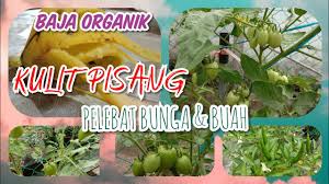 Kandungan & manfaat msg ajinomoto. Baja Organik Kulit Pisang Air Siraman Pokok Air Semburan Daun Tumbuhan Pelebat Bunga Dan Buah Youtube