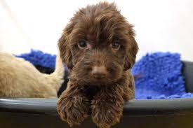 Image result for puppies