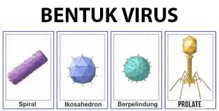 Obat ini sebelumnya digunakan untuk mengobati influenza a dan b. Struktur Tubuh Virus
