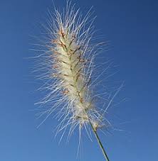 Image result for Cenchrus trisetus