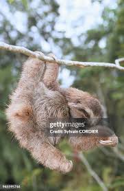 Image result for Tridactyle