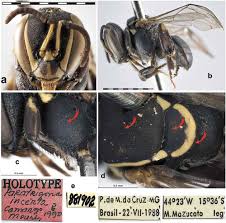 Image result for Enneapogon pretoriensis