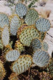 Use this herbal oil for massive thicker hair | reverse alopecia block dht stop thinning & baldness. The Benefits Of Prickly Pear Cactus Seed Oil Kindri Los Angeles