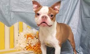 If the map above isn't working for you then there may not be any boston terrier breeders listed on google maps in virginia, however, you can also try our boston terrier puppies for sale near me tool. Pawprints Boston Terriers Boston Terrier Breeder Clarksburg West Virginia