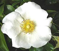 Image result for Rosa laevigata