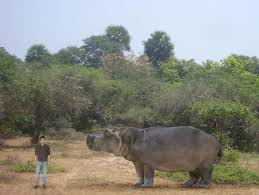 Ular king cobra terbesar di dunia. 7 Haiwan Paling Berat Di Dunia Iluminasi
