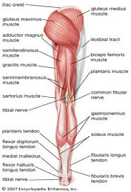 The muscles of the back that work together to support the spine, help keep the body upright and allow twist and bend in many directions. Muscle Charts Massagelongbeachca Com