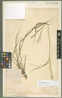 Image result for Panicum graciliflorum