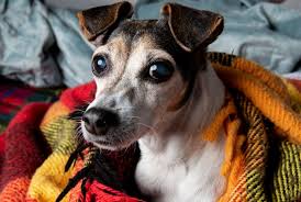 Like A Leaf Reasons For A Shaking Dog Lone Tree Veterinary Medical Center Lone Tree Veterinary Medical Center