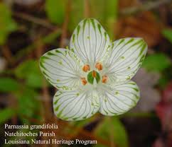 Image result for Vepris grandifolia