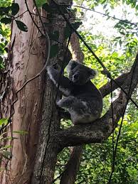 The koala is very easy to use, place a coffee pod in the holder, press a button & the water is pumped through the pod at 19 bar, there, you. Wanderers Retreat Nelson Bay Updated 2021 Prices