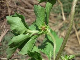Image result for Acanthospermum australe