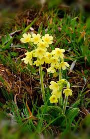 Echte Schlusselblume Primula Veris Fruhling Schlusselblume In Den Schweizer Voralpen Fruhbluher Pflan Schlusselblume Fruhling Blumen Echte Schlusselblume