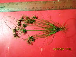 Image result for Cyperus amabilis