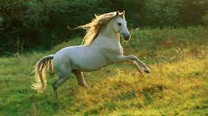 Animal White Horse Running In Forest Hd Wallpapers Hd Famous Wallpapers Horses Andalusian Horse Horse Wallpaper