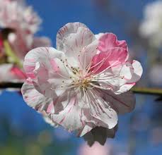 Peppermint flowering peach tree growing zone. 100 Kostenlose Bi Blute Fotos Pixabay