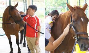 Please click the links on the right to find out more on mp related information. Mp Louis Ng Reveals The Beautiful Reason Why There Are Horses In Yishun Singapore News Asiaone