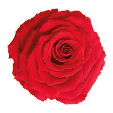 Maybe you would like to learn more about one of these? The Most Beautiful Flowers In The World Verdissimo