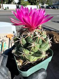 Image result for Scolopia stolzii