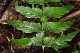 Image result for Asplenium gemmascens