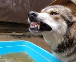 Definition of かみ, meaning of かみ in japanese: Wild Bullet On Twitter ã„ã„æ­¯ã®æ—¥ ç‹¼çŠ¬ ã‚ªã‚ªã‚«ãƒŸçŠ¬ ã‚¦ãƒ«ãƒ•ãƒ‰ãƒƒã‚° Wolfdog Hybridwolf