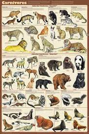pin de meredith grubb em zoologia animais animais silvestres animais bonitos
