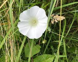 Image result for Convolvulus arvensis