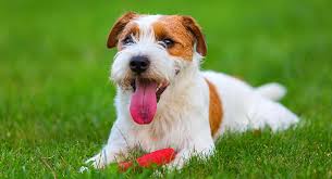 Did you know the parson russell terrier got its name from the renowned british huntsman, the rev. Parson Russell Terrier The Complete Dog Breed Information Guide