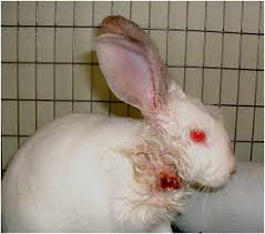 Image result for cuterebriasis in dogs