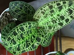 枯れる原因とその対策 マコデスペトラ育て方 ジュエルオーキッド ぼくのひとやすみ