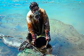 140 x 150 cm, 80 x 90 cm. Mauritians Launch Rescue To Save Wildlife From Oil Spill Scientific American