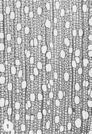 Image result for Balthasaria schliebenii