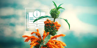 Image result for Leonotis decadonta