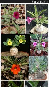 Image result for Pterodiscus aurantiacus