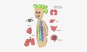 Parts of the nervous system introduction to psychology. In Other Words Your Autonomic Nervous System Determines Simple Autonomic Nervous System Png Image Transparent Png Free Download On Seekpng